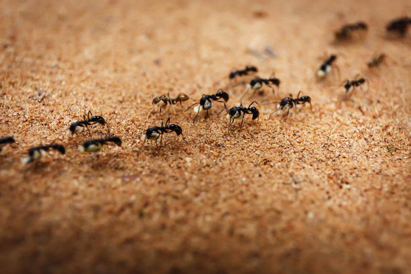 How to Choose a Trusted Pest Control Service in Jimboomba